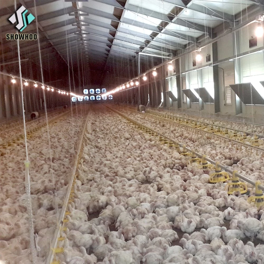 Hot-DIP Galvanized H-Frame Complete Auto Pullets Rearing Chicken Brood Cage System for Chicken Farm Building for Philippines