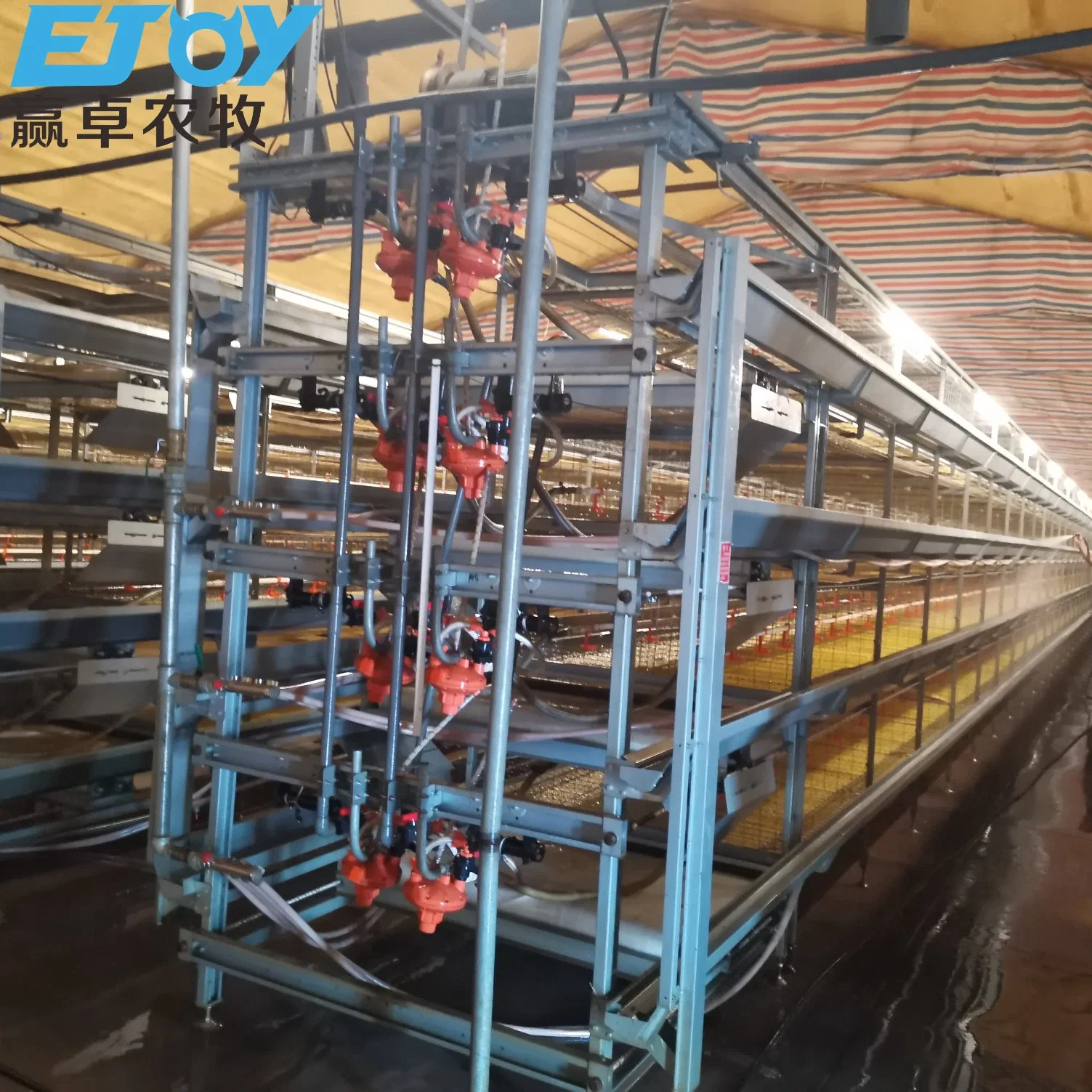 معدات تربية الدواجن H Frame Broiler Cage for Large Farm كاباسيتي 50000 + الدجاج