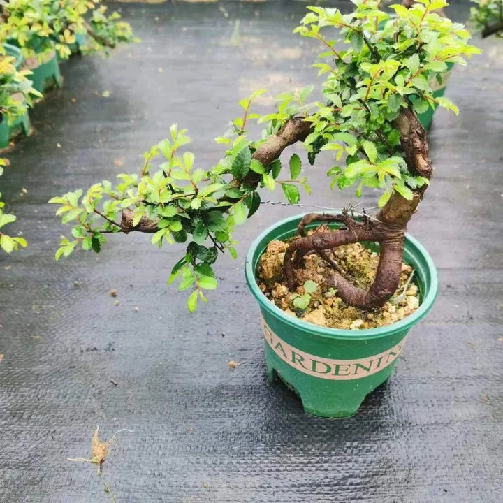 Elm Tree Bonsai Real Plant Ulmus Seedling High Quality