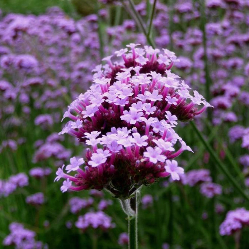 S004 Ma Bian Cao Purpletop Verbena Bonariensis pour la plantation de semences