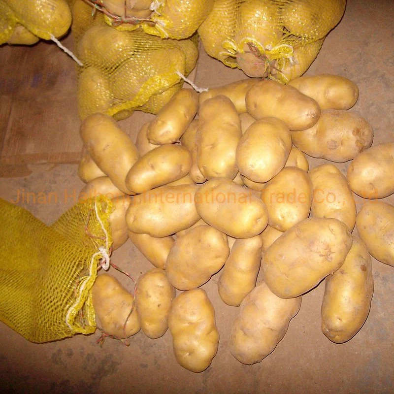 Good Quality Fresh Holland Potato