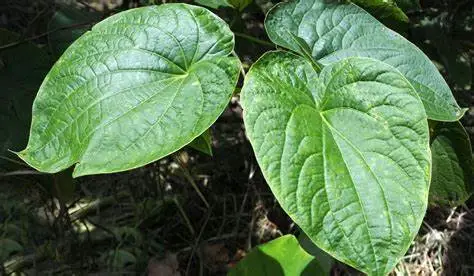 Natural Kava Extract for Relieve The Pressure with ISO22000 Certificate