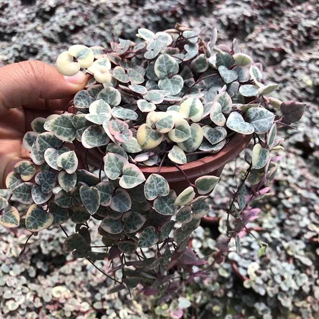 Succulent Plant Ceropegia Collaricorona Ssp. Collaricorona Werderm Wholesale Plants Pink