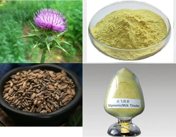 Venda por grosso Silymarin Protecção hepática Leite Antioxidante Thistle Extract