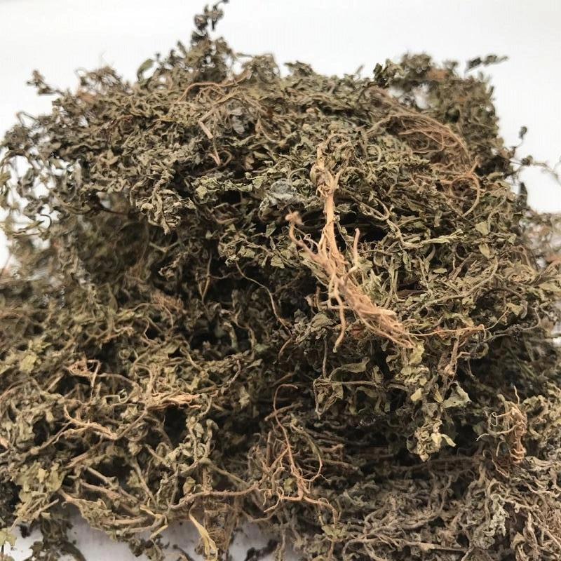 E Bu Shi Cao 100% Medicina Natural de Herba China Centípedos