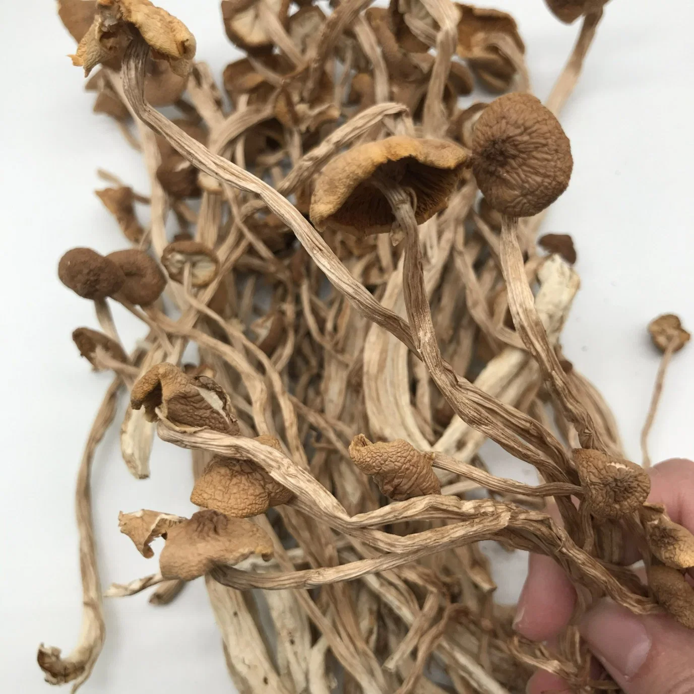 Wholesale Dried Agrocybe Aegerita Cylindracea Tea Tree Mushroom in Bulk