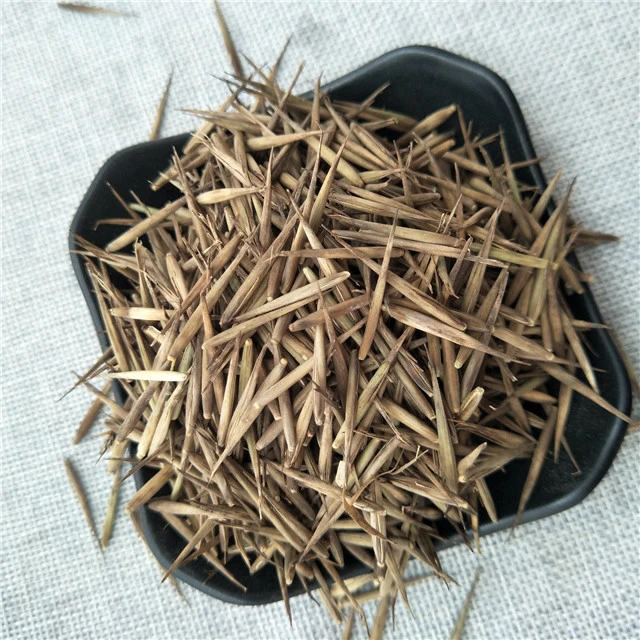 high germiration Phyllostachys pubescens seeds moso bamboo seeds