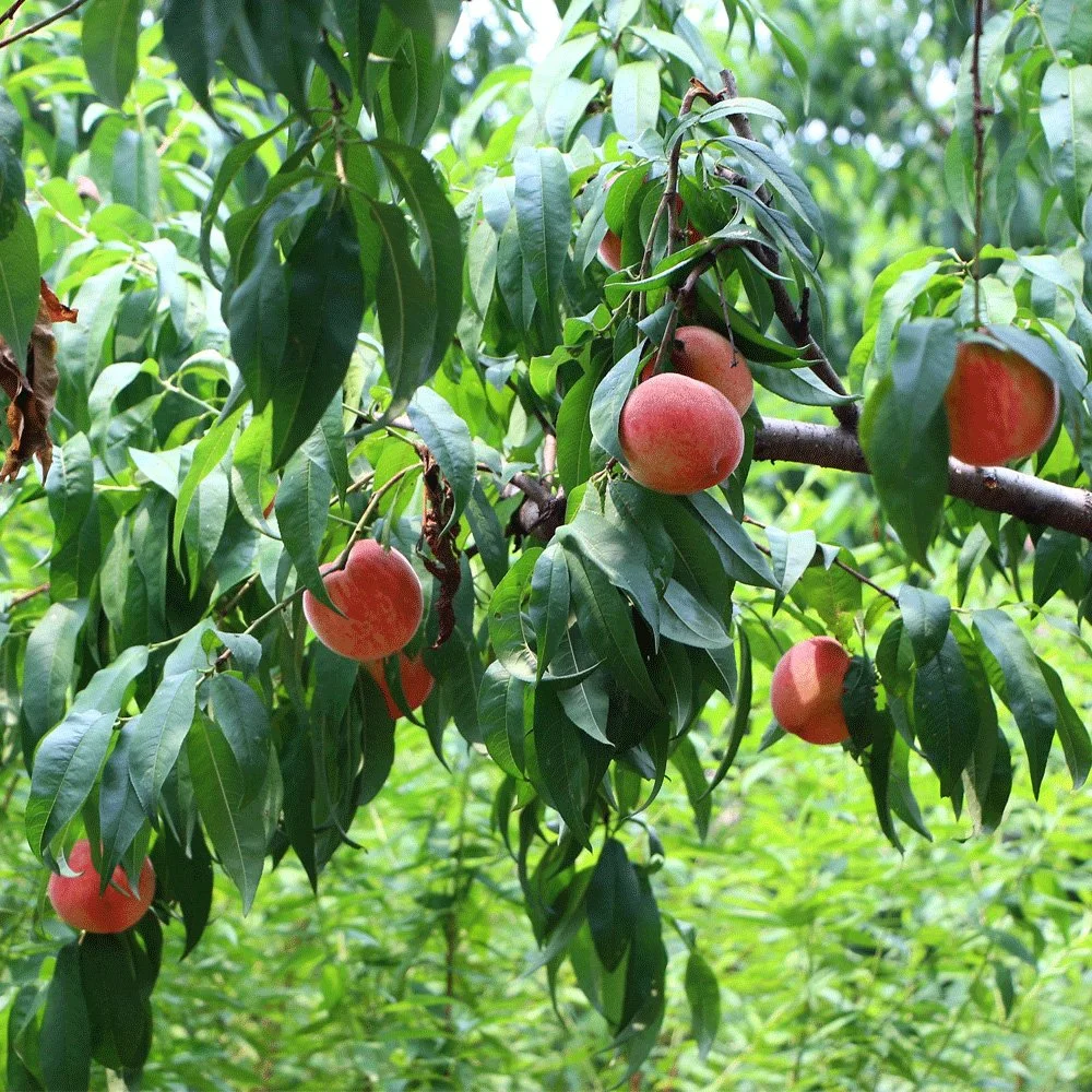 Alta tasa de germinación Prunus Persica semillas/Peach semillas para cultivo