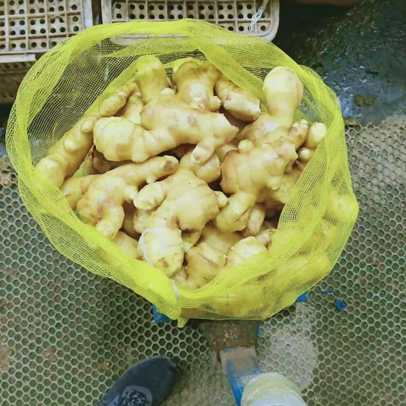 2018 New Crop Fresh Air-Dried Jumbo Ginger