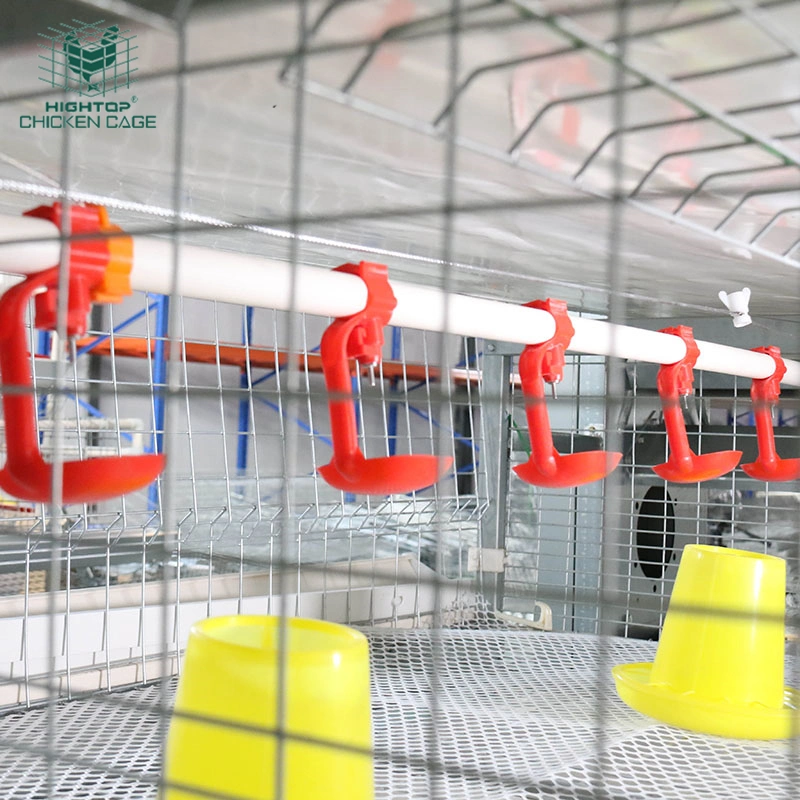 Élevage de poulets de chair Hightop système automatique de cages de poulet de type H avec Machine d'alimentation