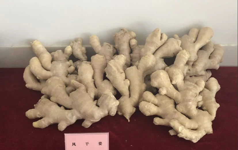 Chinese Selected Organic Yellow Air Dry Ginger Fresh Ginger Organic Garlic