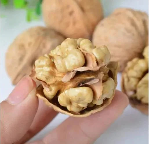 Xinjiang High Yield of 185 Walnut Nut Kernel