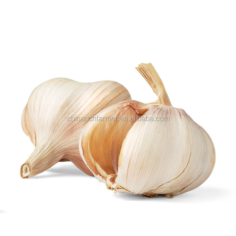 Fresh Garlic High quality/High cost performance Egyptian Purple Red Garlic Pure White Garlic 5.0 Cm