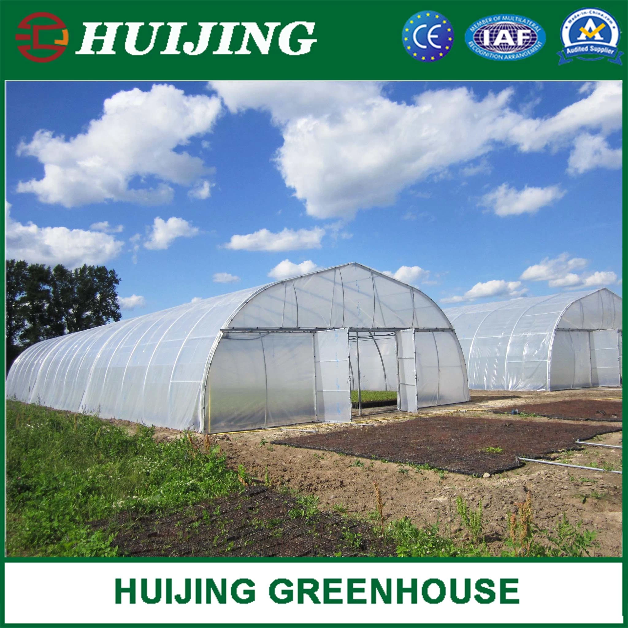 Low Cost Tunnels Steel Structure Greenhouse with Poly Film