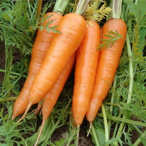 New Harvest Low Price Carrot Farm Fresh Juicy Sweet Carrots