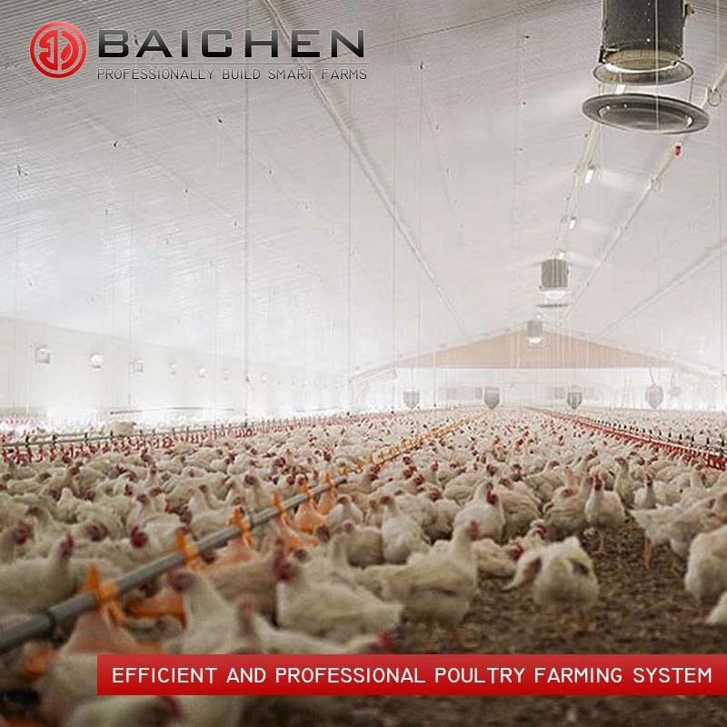 Poultry Farm Automatic Animal Feeding System for Chicken Line