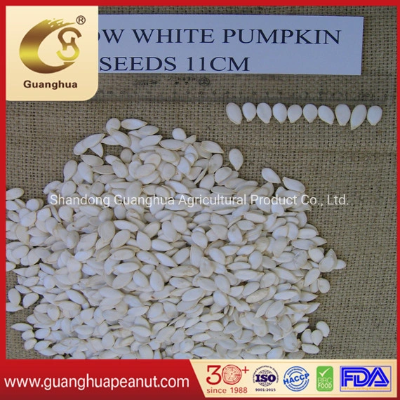 Best Quality 2021 New Crop Snow White Pumkin Seeds