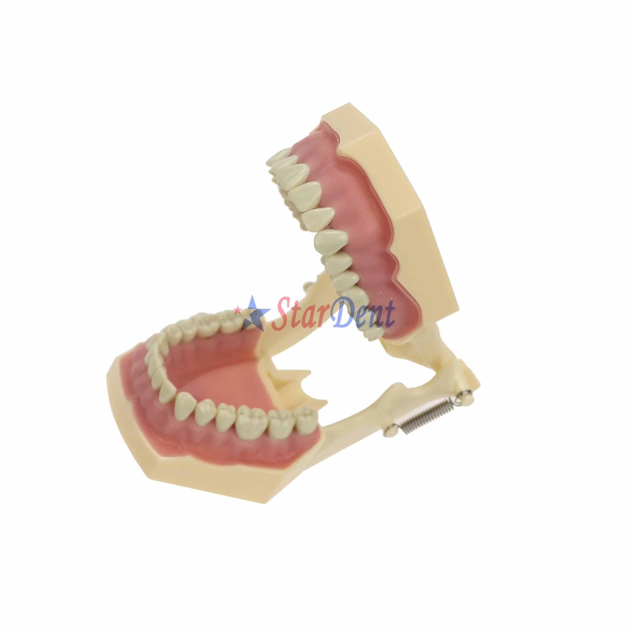Dental Standard Teeth Model with 28 screw-in Teeth Medical Model Dental Model of Teeth for Teaching or Training Use