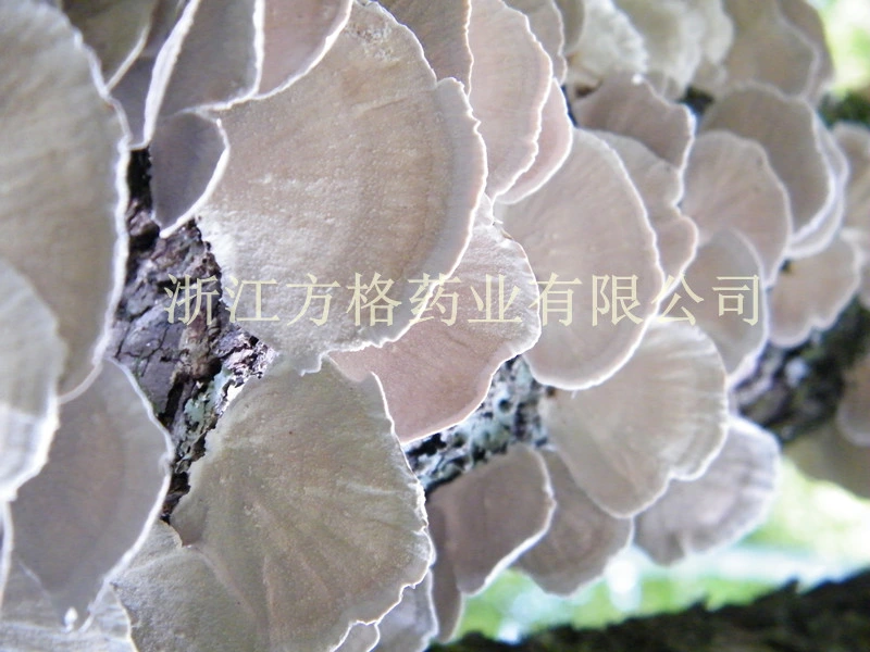 Coriolus versicolor en poudre; fruits corps; les soins de santé supplément; le plus grand de champignons comestibles et médicinales entreprise de transformation en Chine