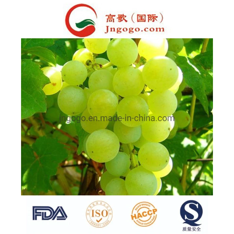 Super Quality Fresh Red Globe Grape of Seedless Crimson Grape