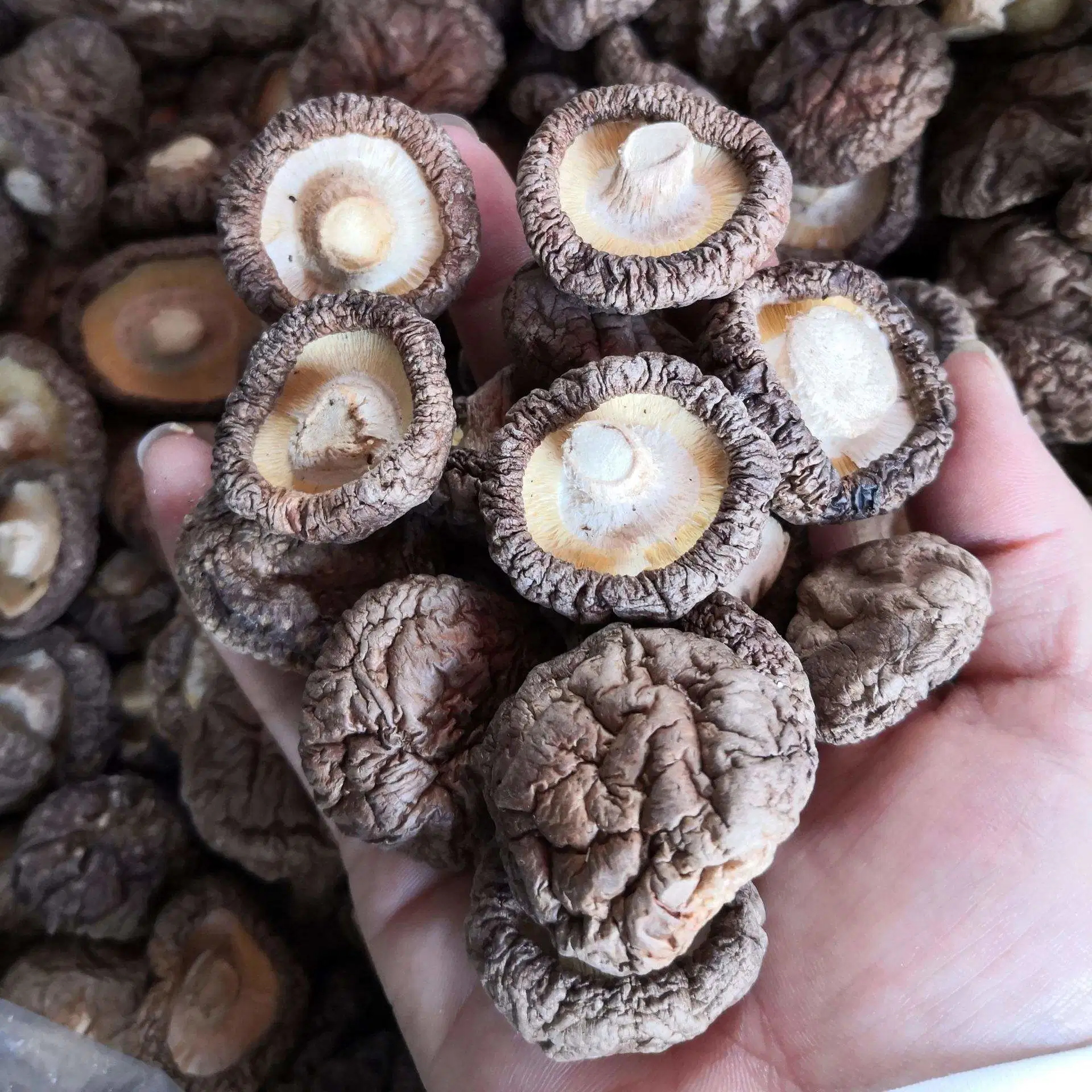 5cm Chinese Varieties Wholesale/Supplier Dried Shiitake Mushroom Price for Canned Mushroom