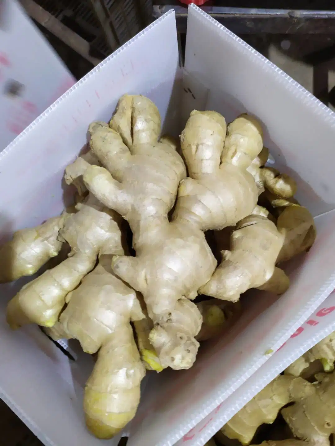 Fresh Ginger 150g up in PVC Box