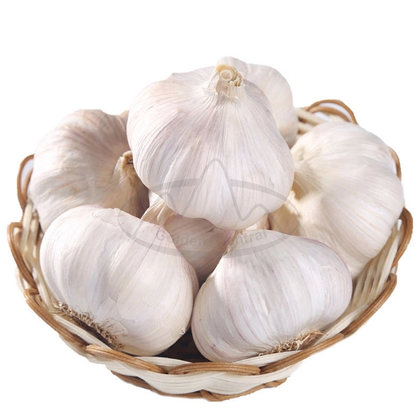 5.5 Cm Factory Pure White Fresh Garlic Price From China