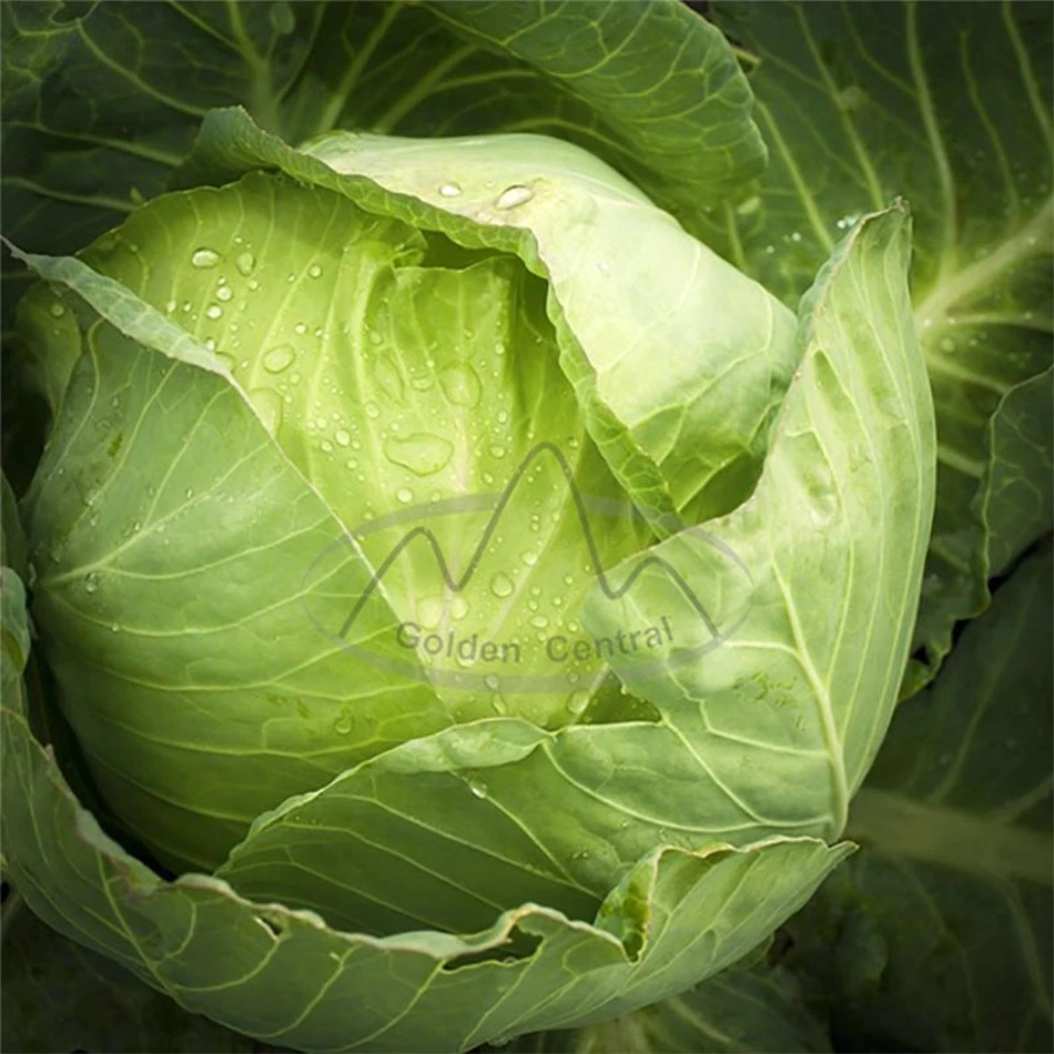 Delicious Green Organic Fresh Cabbage Export From China