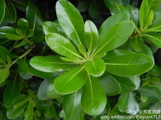 Green Plants Decooration Fresh Cut Leaves Pittosporum