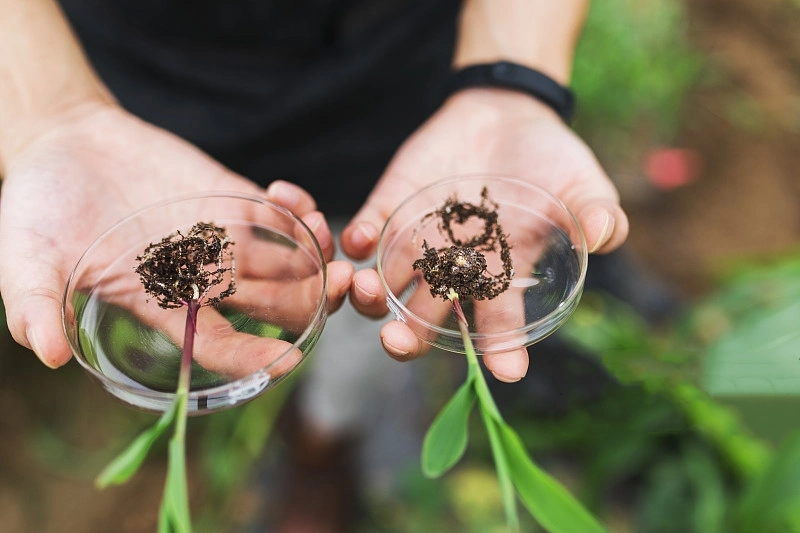 L'eau Engrais organique soluble de l'Agriculture naturel extrait d'Algues en poudre