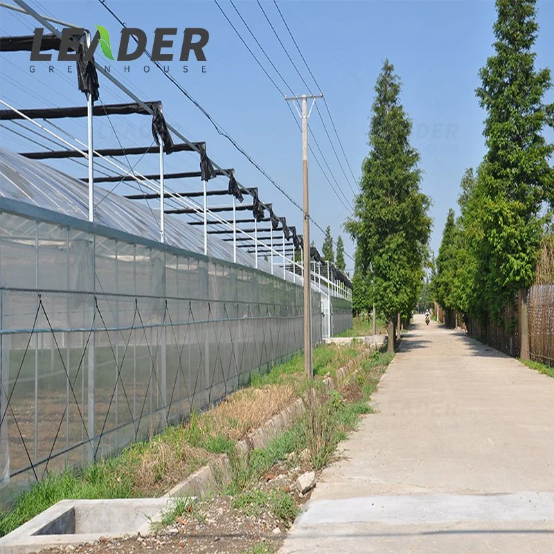 Fabrik liefern große industrielle Multi-Span Gewächshaus mit hydroponischen Wachstumssysteme