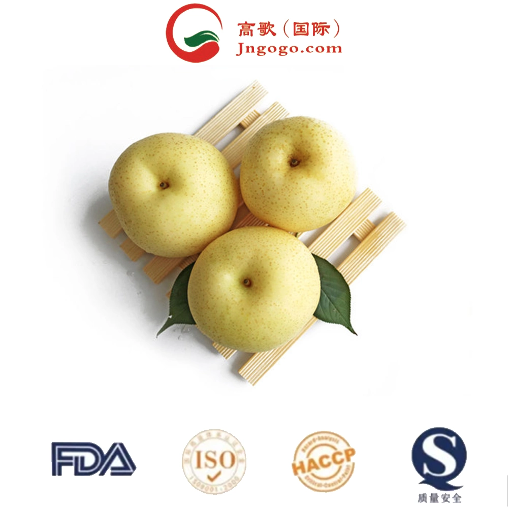 Low Price for Export Shandong New Fresh Pear