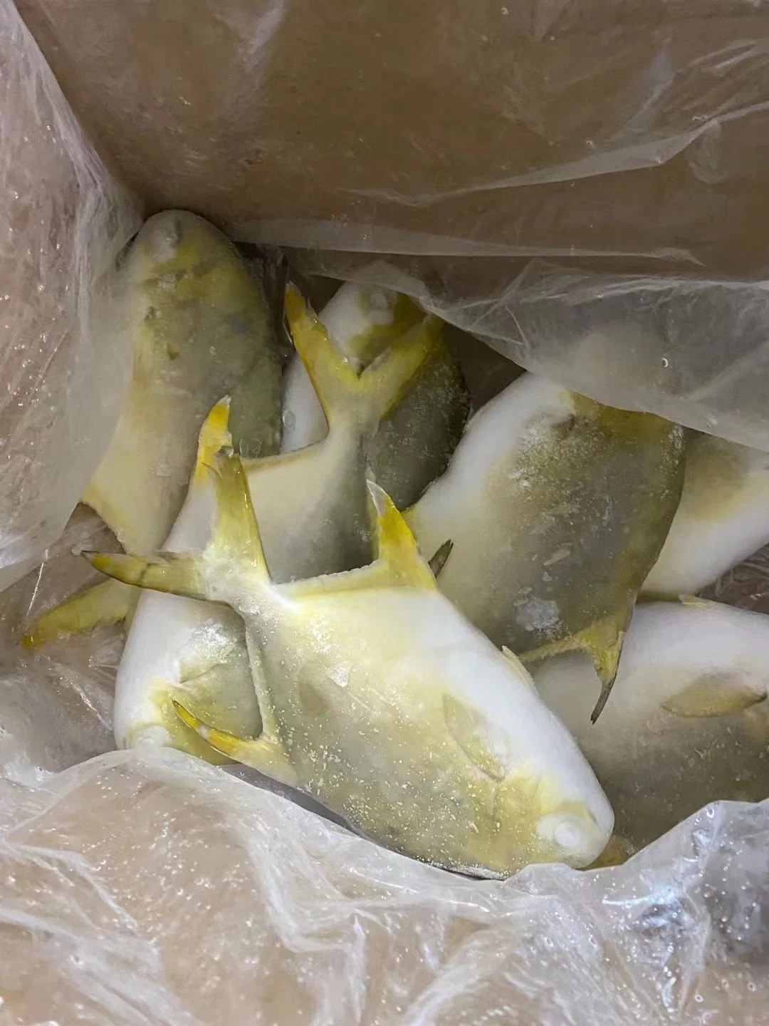 High quality/High cost performance  Frozen Aquatic Golden Pomfret IQF Golden Pompano