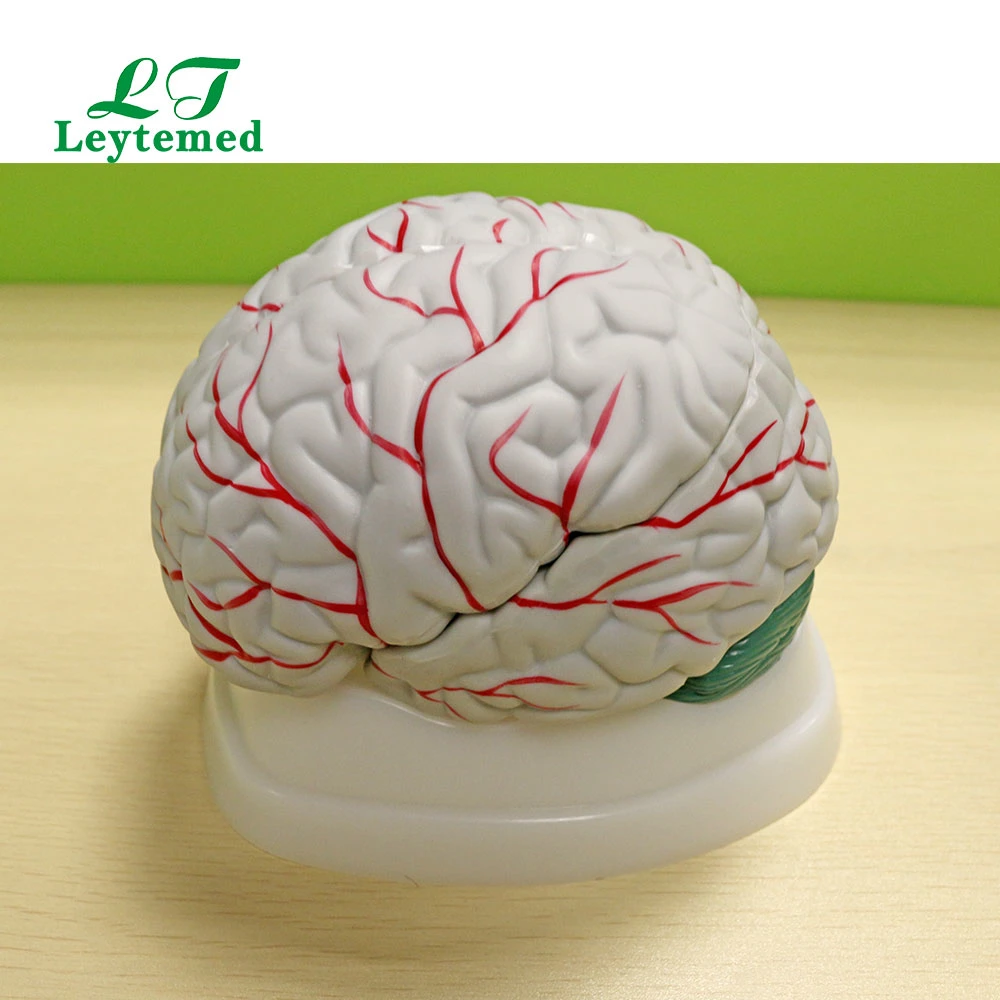 Ltm304A lebensgroßes neues Modell des Gehirns für Tranning
