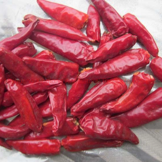 Chinês Red Dry Chili Chaotian Chili Zidantou / Bullet Chili Pimenta de Caiena