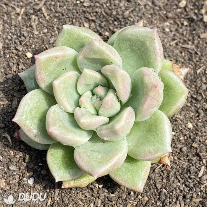 Dudu Popular Wholesale Indoor Brilliant Red Heart Echeveria Natural Live Succulent