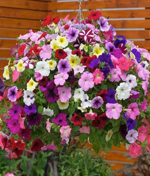 Wholesale Petunia Seeds Plant Seeds Sell