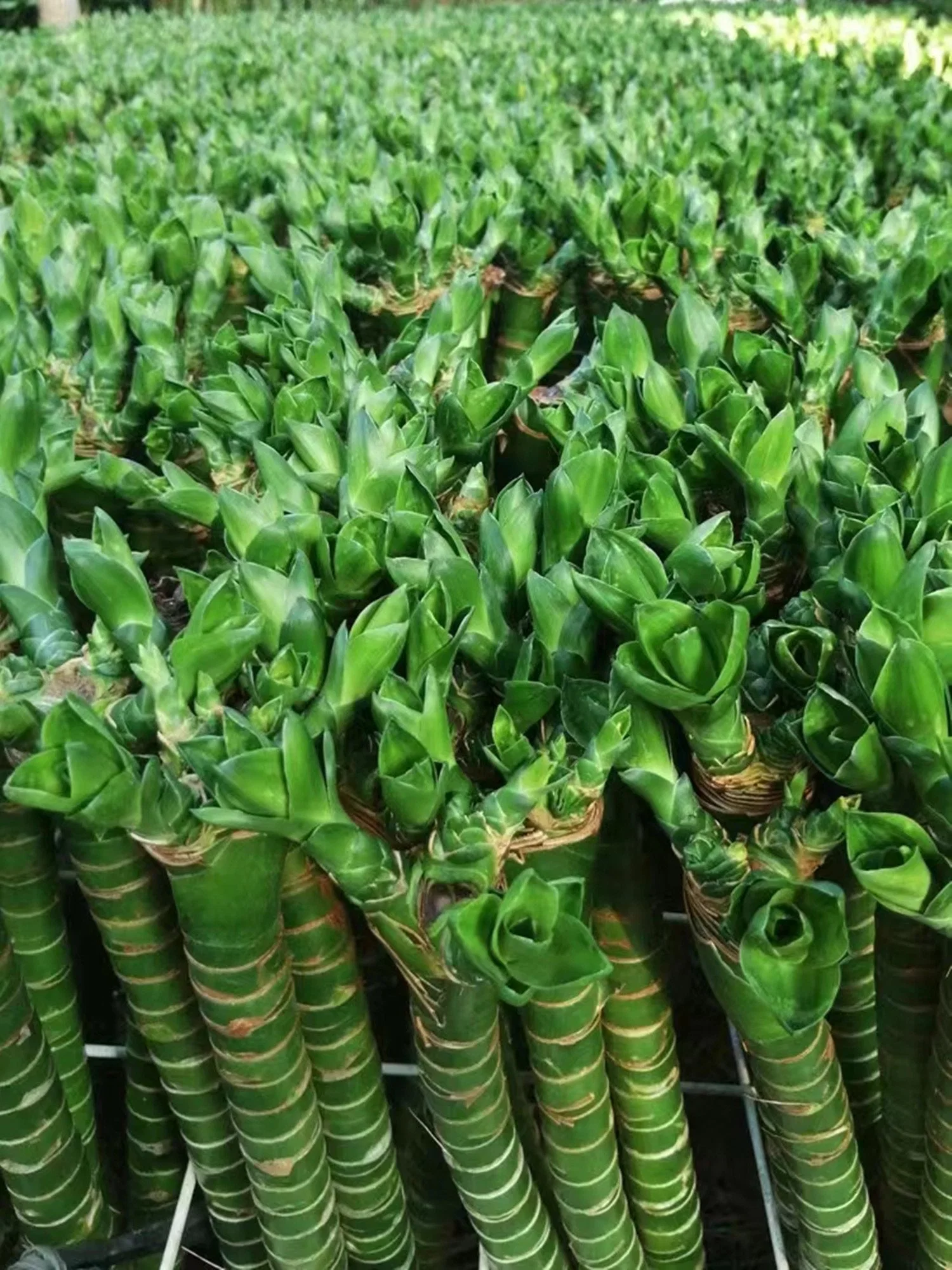 Vários Gomos de bambu de árvore de bambu da sorte Live viveiro de plantas Bonsai para Homedecor