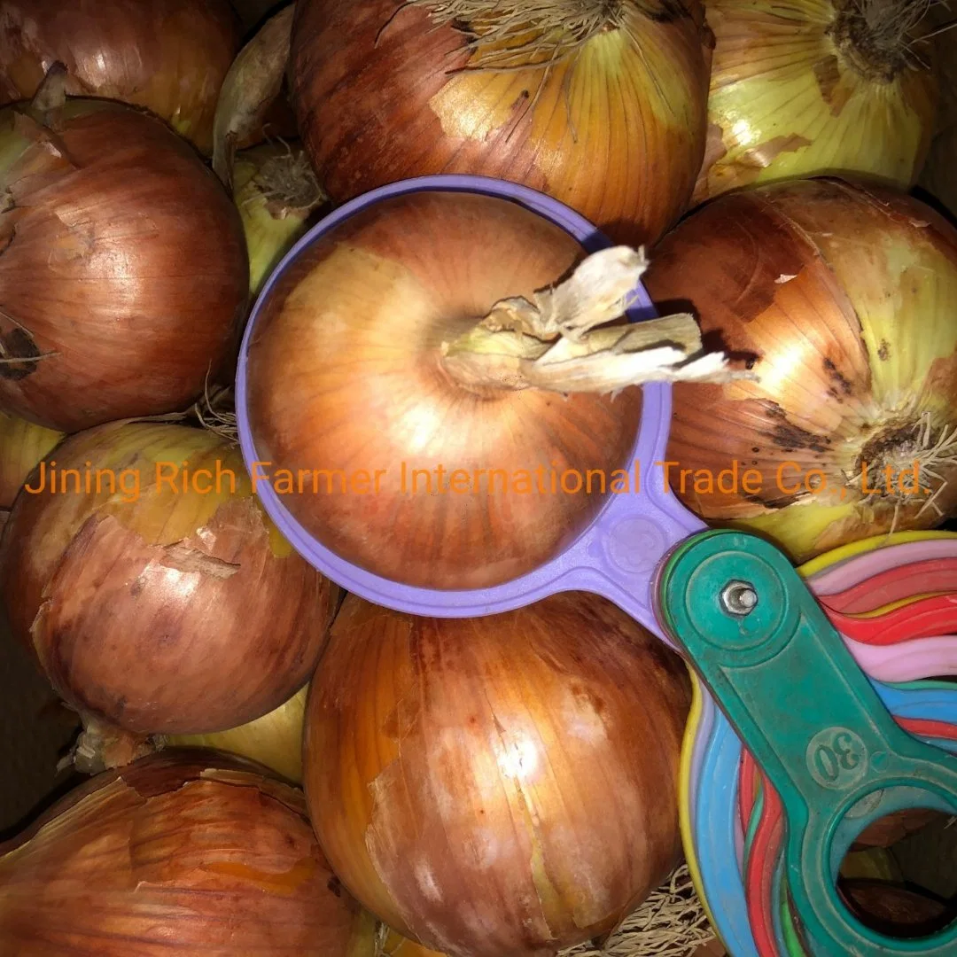 Fresh Yellow Onions Hot Selling Fresh Shallot Gansu New Crop