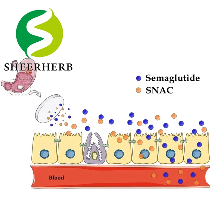 Intermedios Farmacéuticos péptido de Materias Primas Semaglutide 910463-68-2 de polvo