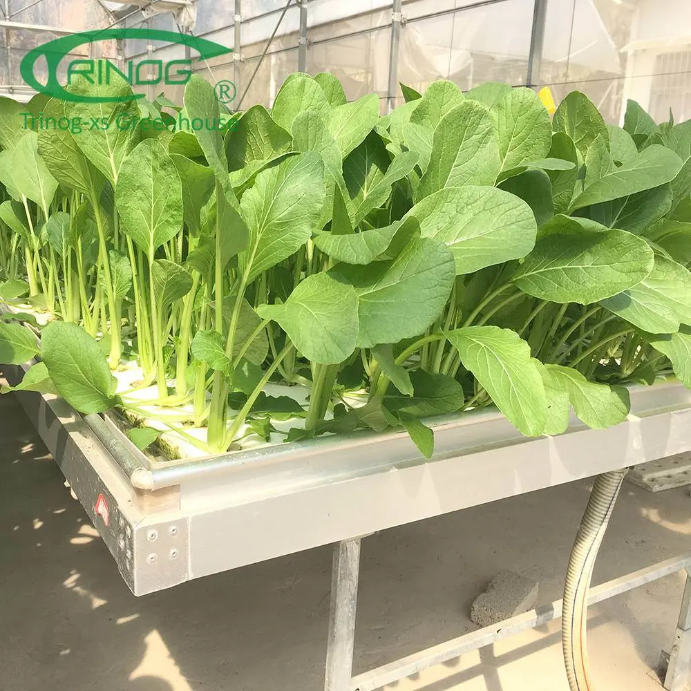 Wholesale/Supplier Cheap Best Multi-span Agricultural Cultivation Hydroponics System Greenhouse Film Cover