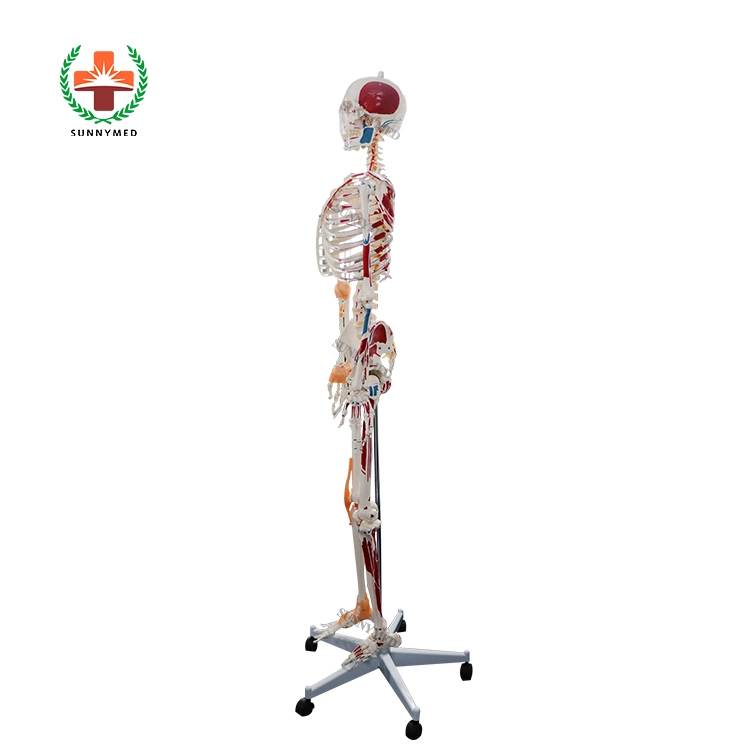 Sy-N021 Medical Educational Equipment Advanced PVC Anatomy Human Skeleton Model