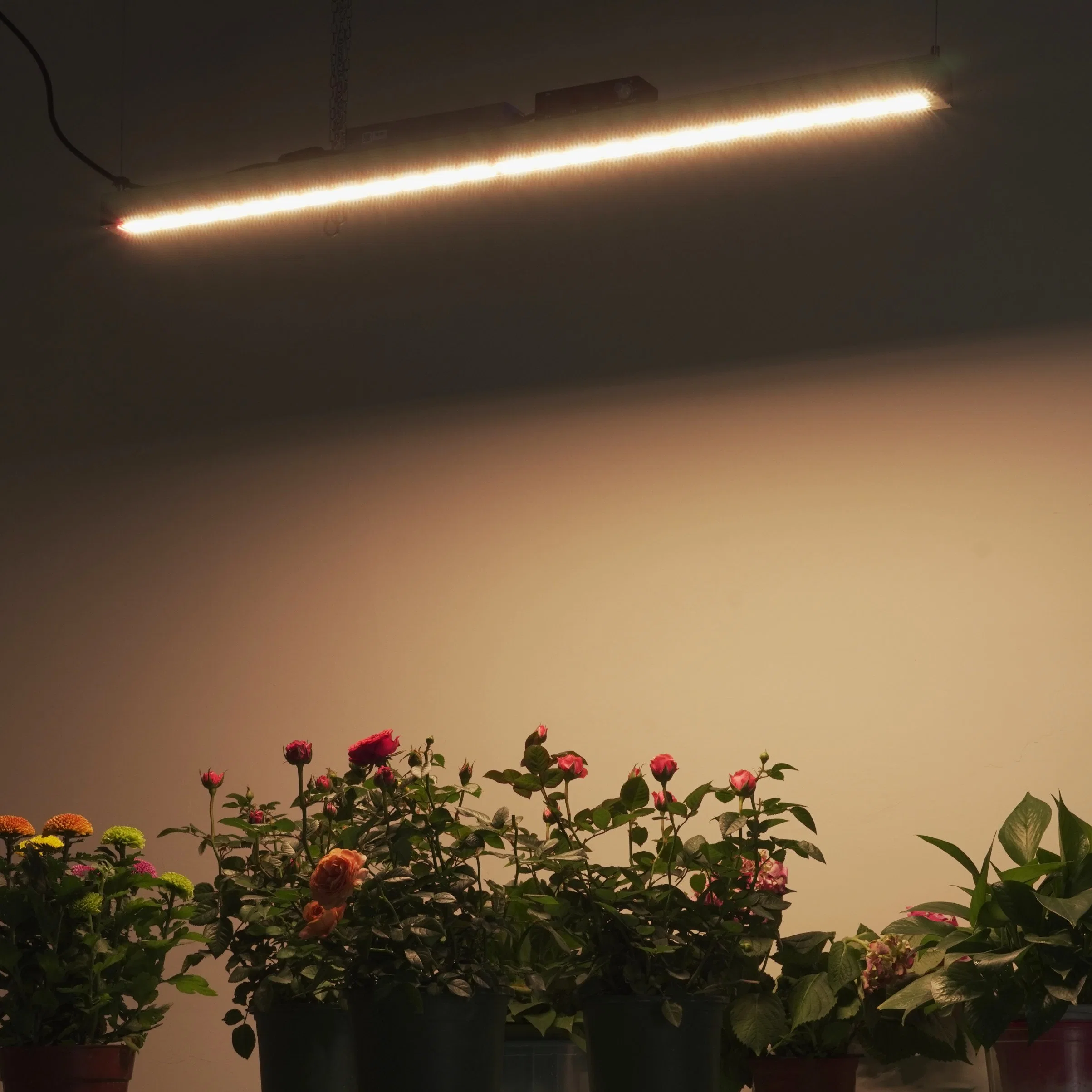 100W höchste Wirksamkeit Indoor Medizinische Pflanzen Wachstumsphase vegetative Stufe LED-Anzeige für wachsende Lichtanaus