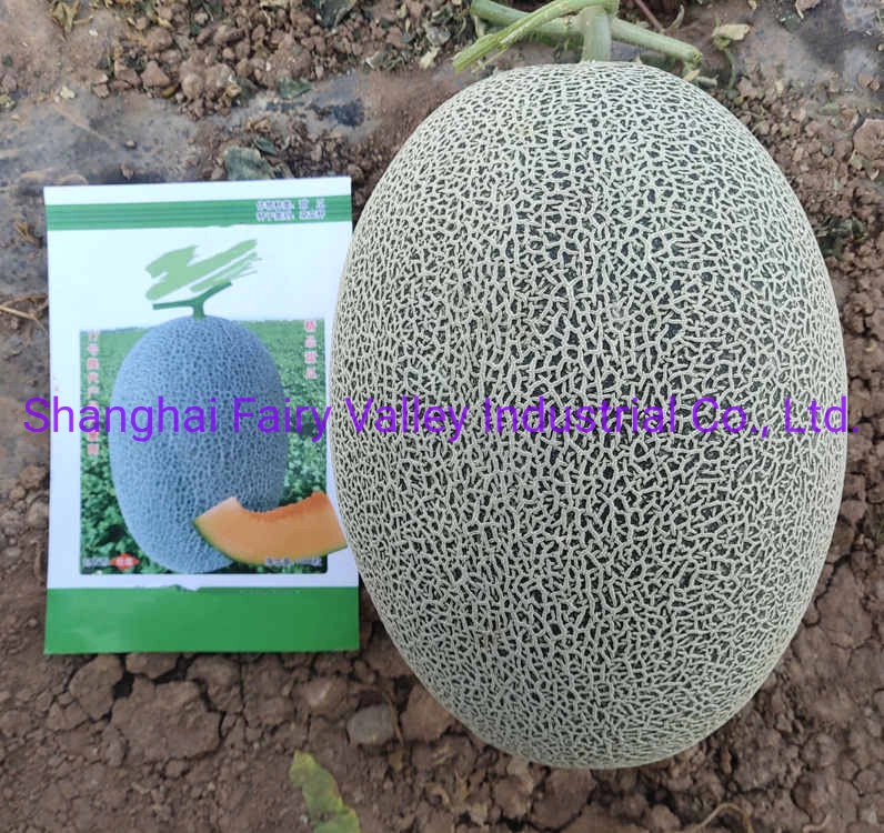 Hybride Hami Musk Melon Cantaloup graines pour planter-Green Honey King No 3