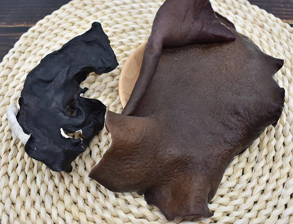 Fungo comestível preto seco do sol com valor de saúde