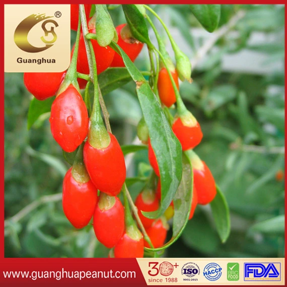 The Best Dried Goji Berry with Health and Good Quality