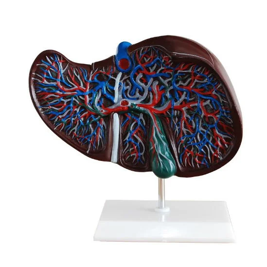 High Quality Liver Anatomical Model Human Liver Model