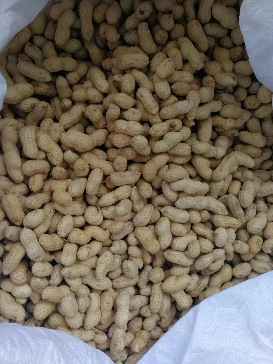 Top Quality Health Food Raw Groundnut in Shell 11/13