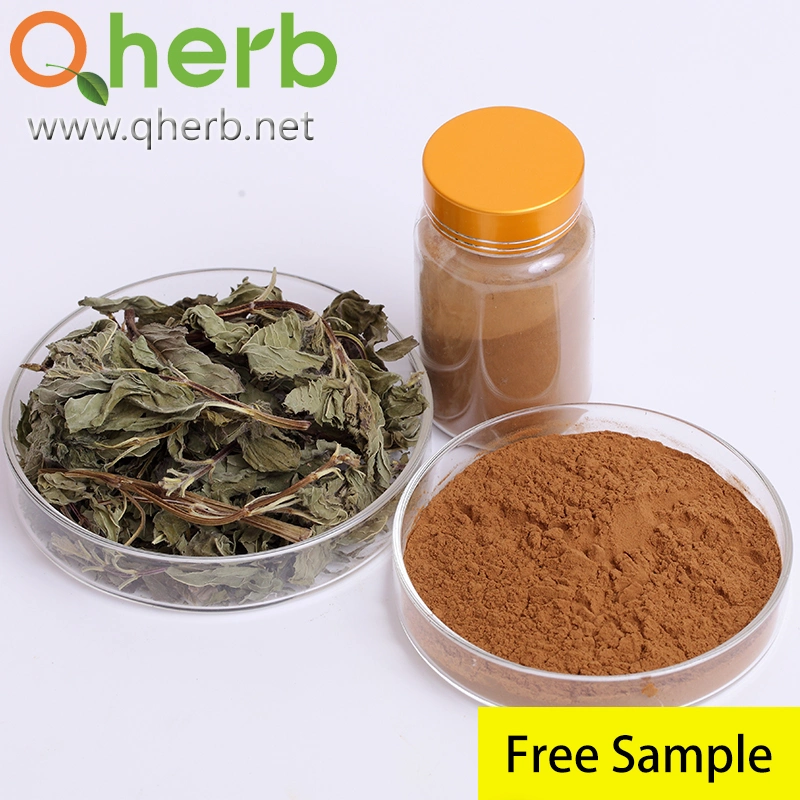 Peppermint Extract Powder 10: 1 Extract Solvent: Water