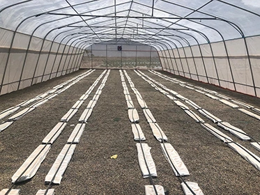 Low Cost Invernadero Agricultural Single-Span Greenhouses for Sale